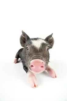 Berkshires: Pig. Berkshire piglet