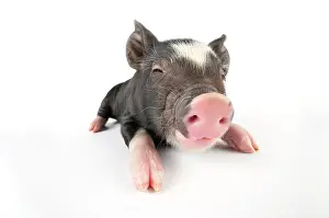 Berkshires: Pig. Berkshire piglet