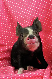 PIG. Berkshire piglet sitting on red blanket