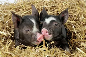 Pigs: Pig - Berkshire piglet in straw