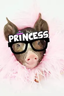 110418: Pig - Berkshire piglet wearing feather boa and Princess