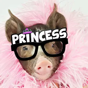 110418: Pig - Berkshire piglet wearing feather boa and Princess