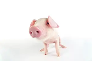 Lops: Pig. British lop piglet on white background