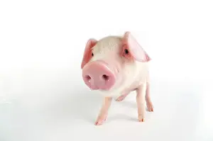 Lops: Pig. British lop piglet on white background