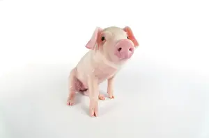Lops: Pig. British lop piglet on white background