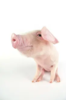 Lops: Pig. British lop piglet on white background