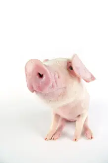 Lops: Pig. British lop piglet on white background