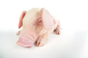 Lops: Pig. British lop piglet on white background