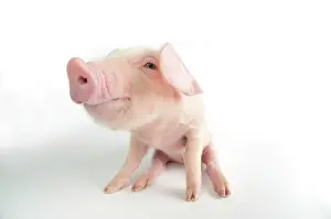 Lops: Pig. British lop piglet on white background