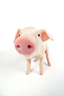 Lops: Pig. British lop piglet on white background