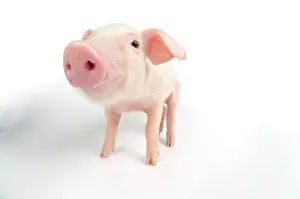 Lops: Pig. British lop piglet on white background