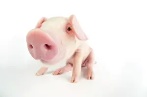 Lops: Pig. British lop piglet on white background