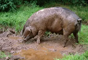 Saddleback: PIG - British Saddleback