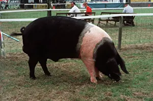 Saddleback: PIG - British Saddleback Boar