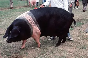 Owner: PIG - British Saddleback sow at show