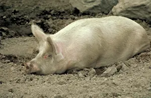 Pigs: Pig in the dirt