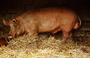 Duroc: PIG - DUROC BOAR