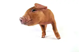 Duroc: Pig. Duroc piglet on white background