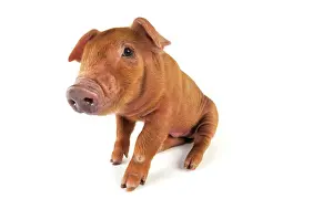 Duroc: Pig. Duroc piglet on white background
