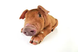 Duroc: Pig. Duroc piglet on white background