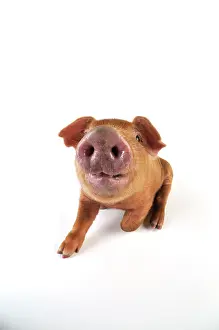 Duroc: Pig. Duroc piglet on white background