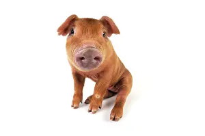 Duroc: Pig. Duroc piglet on white background