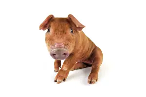 Duroc: Pig. Duroc piglet on white background