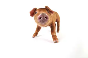Duroc: Pig. Duroc piglet on white background