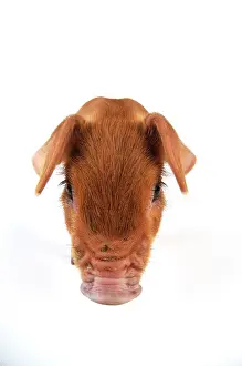 Duroc: Pig. Duroc piglet on white background