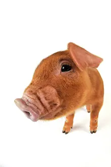 Duroc: Pig. Duroc piglet on white background