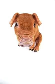 Duroc: Pig. Duroc piglet on white background