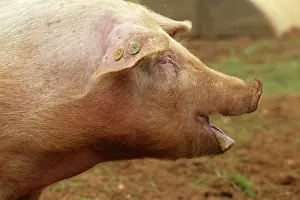 Elevage: Pig - Elevage 'Large white'