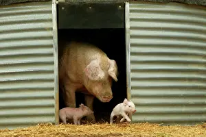Elevage: Pig - Elevage 'Large white' Pig with piglets in sty