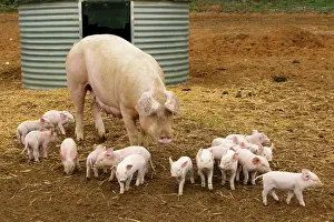 Elevage: Pig - Elevage 'Large white' Pig with piglets in sty