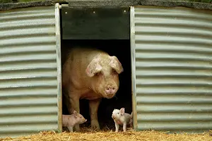 Elevage: Pig - Elevage 'Large white' Pig and piglets in sty