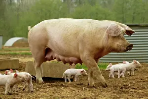 Teets: PIG - Elevage 'Large white' Pig and piglets in sty
