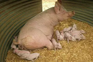 Elevage: Pig - Elevage 'Large white' Pig with piglets in sty