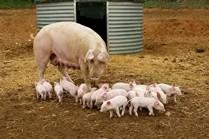 Elevage: Pig - Elevage 'Large white' Pig with piglets in sty