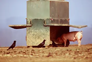 Crows: PIG AT FEEDER - and x two Carrion Crows