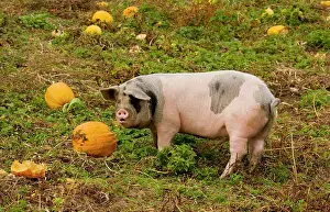 Apuseni: Pig feeding on pumpkins in the Apuseni mountains
