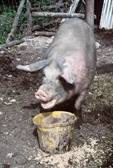Bucket: PIG - FEEDS FROM BUCKET