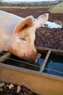Trough: Pig - free range pig drinking from cattle trough