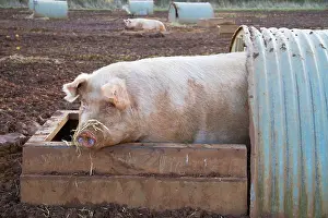 Sties: Pig - free range pig in a shelter