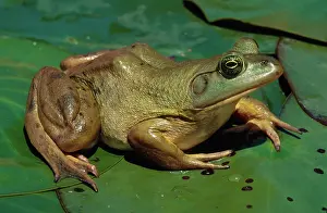 Herps: Pig Frog