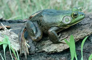 Herps: Pig Frog