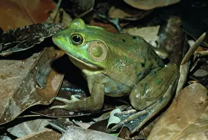 Herps: Pig Frog