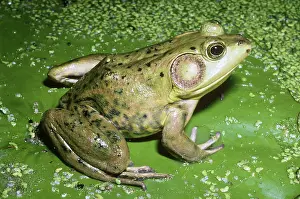 Ranid: Pig Frog
