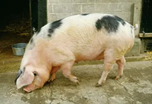 Gloucester: PIG - Gloucester Old Spot Pig, side profile