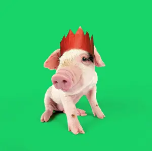 Gloucester: Pig - Gloucester old spot piglet on green background