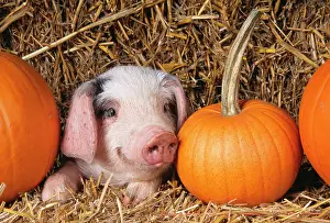 Nose: PIG - Gloucester Old Spot piglet with pumpkins